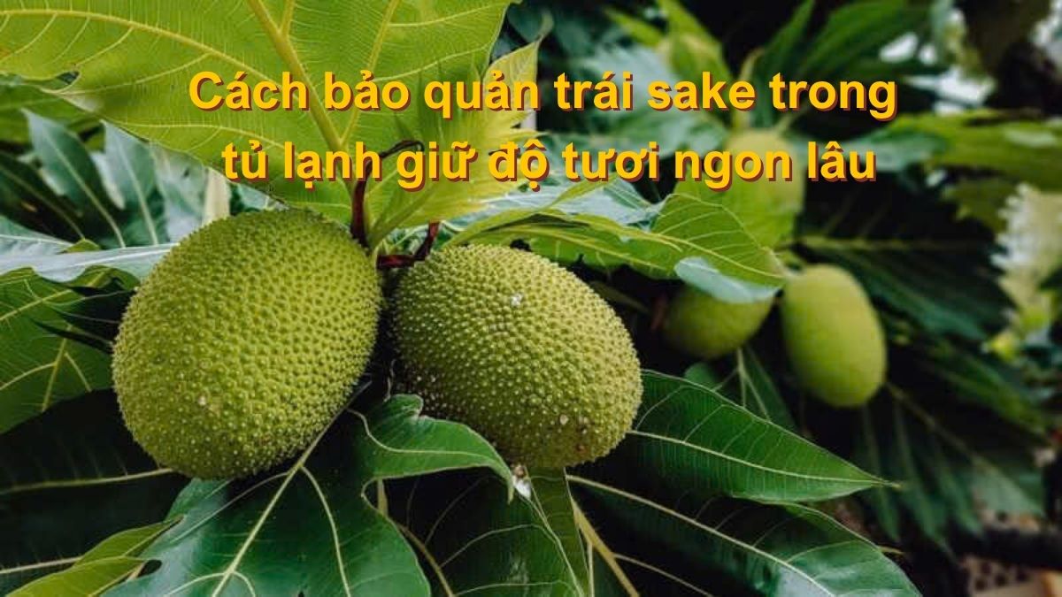 Cách bảo quản trái sake trong tủ lạnh giữ độ tươi ngon lâu
